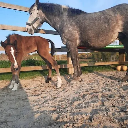 -going Back In Time- 200 Year Old *