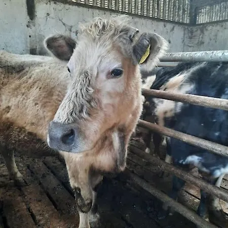 -going Back In Time- 200 Year Old Creegh