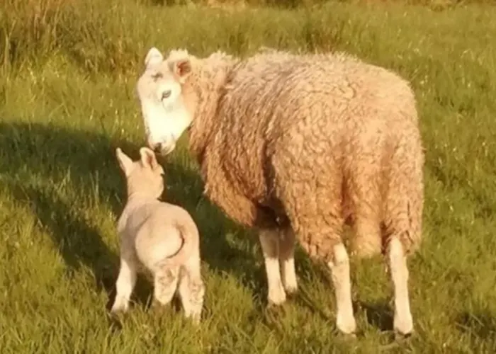 -going Back In Time- 200 Year Old Creegh