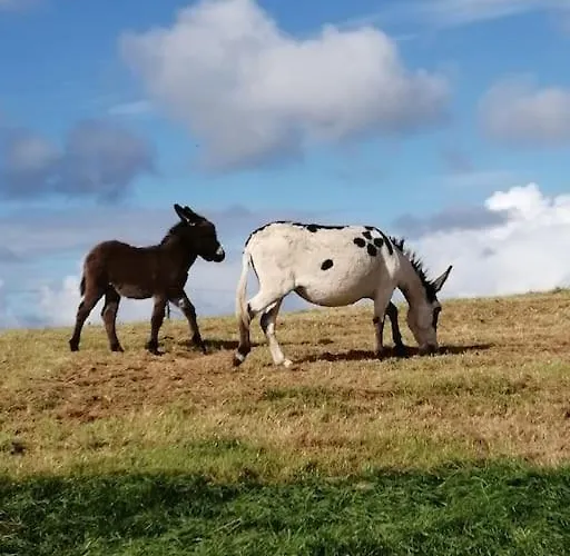 -going Back In Time- 200 Year Old *