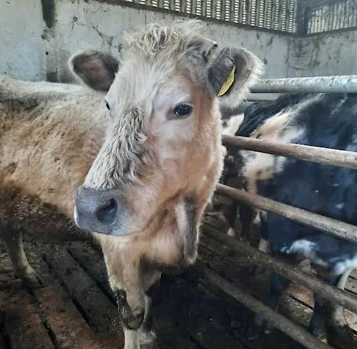 -going Back In Time- 200 Year Old Creegh